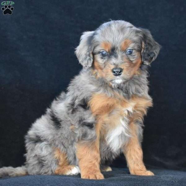 Donald, Mini Bernedoodle Puppy